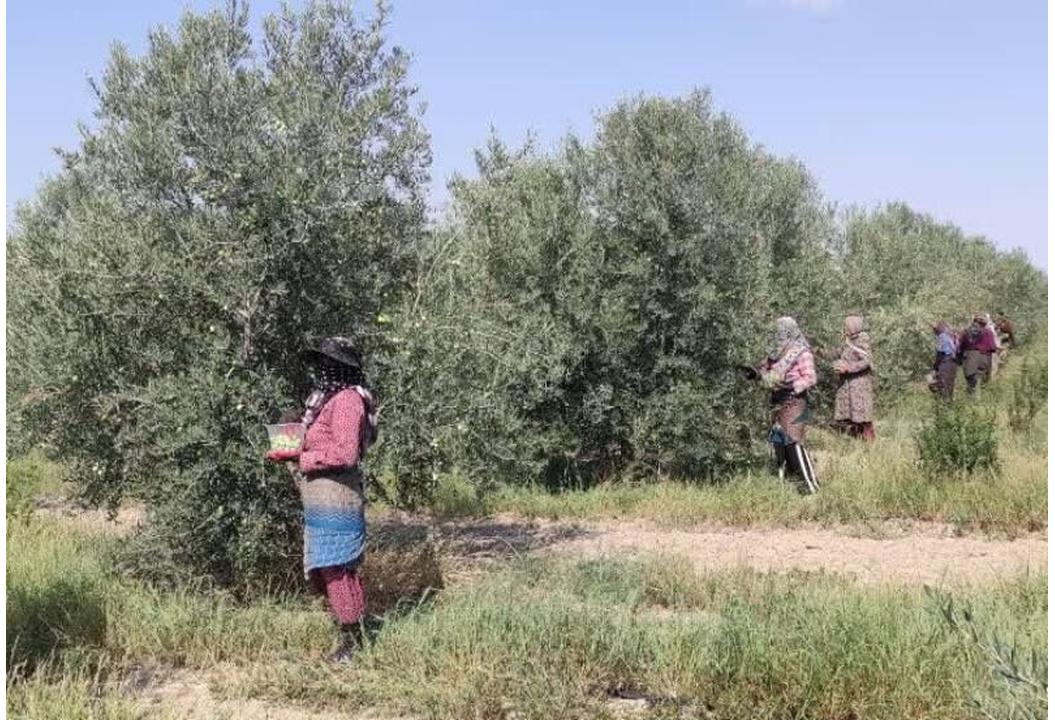 فرماندار: رفع موانع تولید و تأمین آب پایدار، مطالبه اصلی کشاورزان طارم است