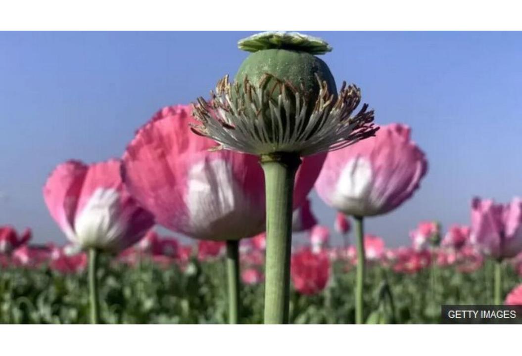 کشت شقایق ایرانی و شقایق الیفرا، گامی مهم برای تأمین پایدار مواد اولیه دارویی است