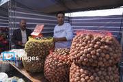 سومین جشنواره گردو ثمرین