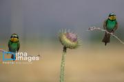 زنبور خوار