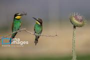 زنبور خوار