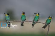 زنبور خوار