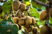 برداشت کیوی در غرب گیلان