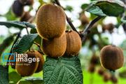 برداشت کیوی در غرب گیلان