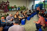 برداشت کیوی در غرب گیلان