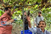برداشت کیوی در غرب گیلان