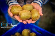 برداشت کیوی در غرب گیلان